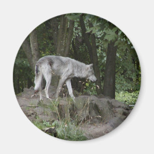 Imán del lobo