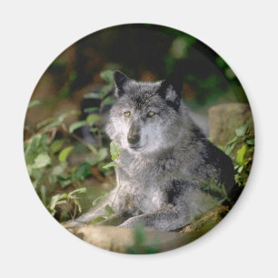 Imán del lobo gris