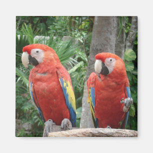 Imán del loro