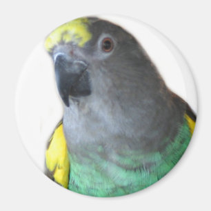 Imán del loro de Meyers