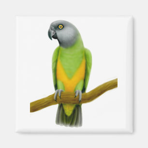 Imán del loro de Senegal