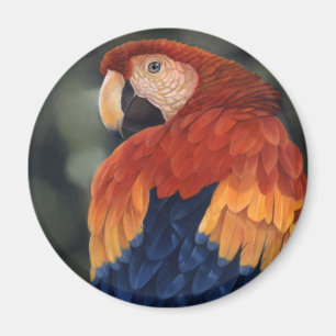 Imán del Macaw