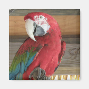 Imán del Macaw del escarlata