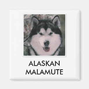 Imán del Malamute de Alaska