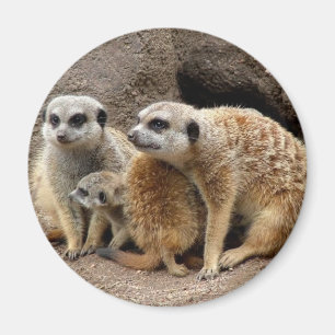imán del meerkat