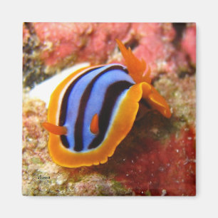 imán del nudibranch - 2