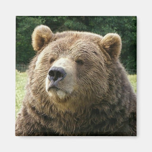 Imán del oso de Brown