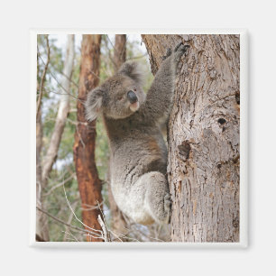 Imán del oso de koala