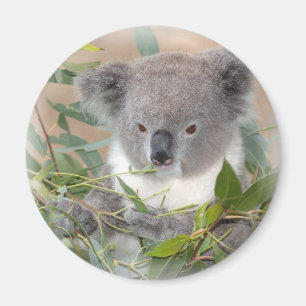 Imán del oso de koala