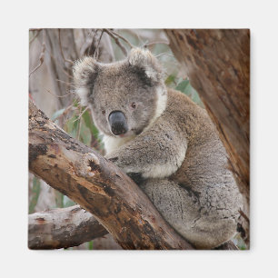 Imán del oso de koala