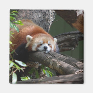 Imán del oso de panda el dormir