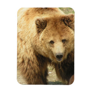 Imán del oso grizzly