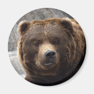 Imán del oso grizzly