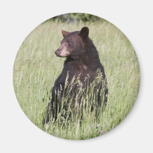 Imán del oso negro
