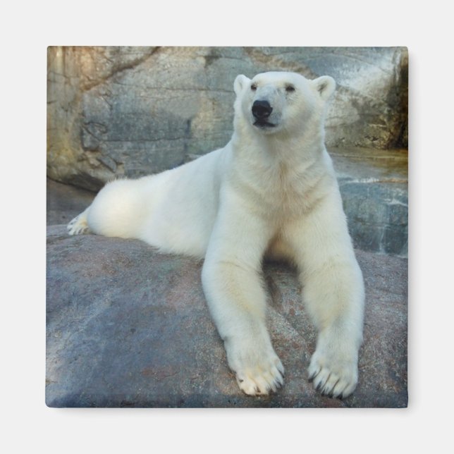 Imán del oso polar (Frente)