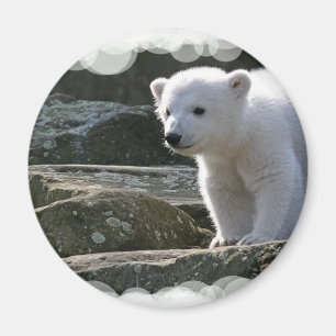 Imán del oso polar del bebé