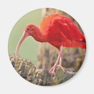 Imán del pájaro de Ibis del escarlata