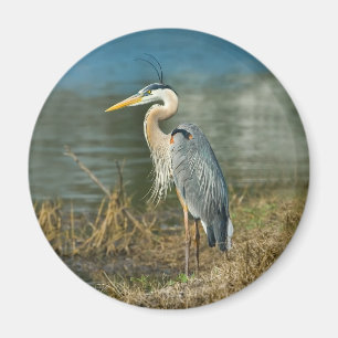 Imán del pájaro de la garza de gran azul
