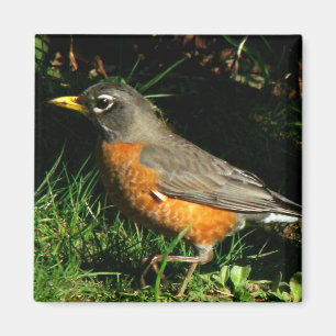 Imán del pájaro de Redbreast del petirrojo