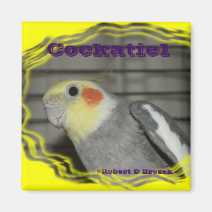 IMÁN del pájaro del mascota del Cockatiel