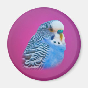 Imán del Parakeet