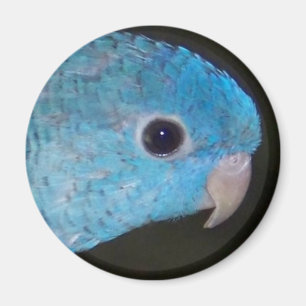 Imán del parakeet de Linnie