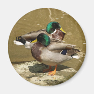 Imán del pato del pato silvestre