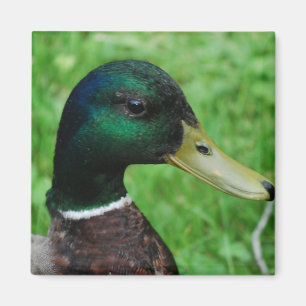 Imán del pato silvestre