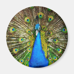 Imán del pavo real