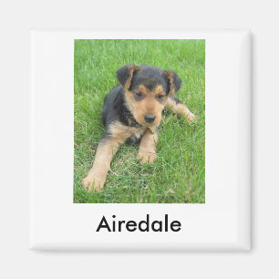 Imán del perrito de Airedale