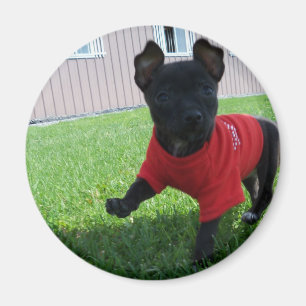 Imán del perrito de la chihuahua