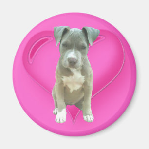 Imán del perrito de Pitbull
