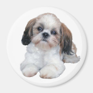 Imán del perrito de Shih Tzu