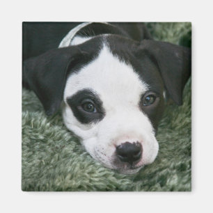 Imán del perrito de Terrier de pitbull - "Angie "