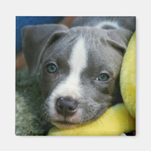 Imán del perrito de Terrier de pitbull - "Mikey "