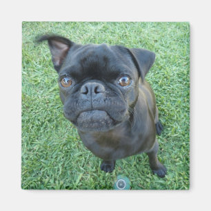 Imán del perrito del barro amasado