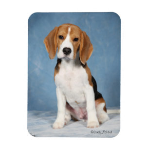 Imán del perrito del beagle