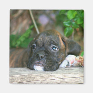 Imán del perrito del boxeador