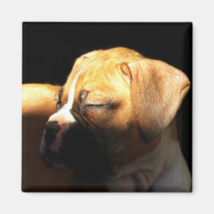 Imán del perrito del boxeador el dormir