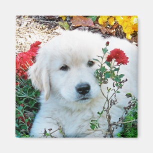 Imán del perrito del golden retriever