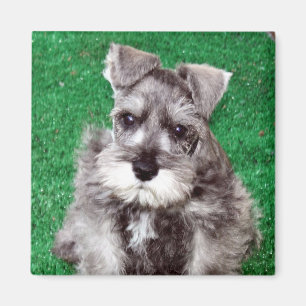Imán del perrito del Schnauzer miniatura