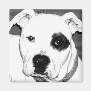 Imán del perro