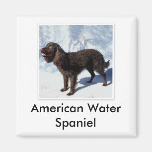 Imán del perro de aguas de agua americana