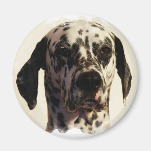 Imán del perro de Dalmation
