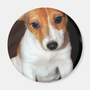 Imán del perro de perrito de Jack Russell Terrier