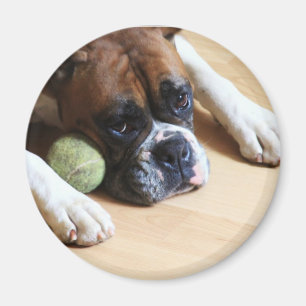 Imán del perro del boxeador