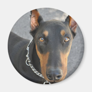 Imán del Pinscher del Doberman