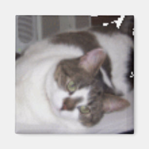 Imán del pisapapeles del gatito