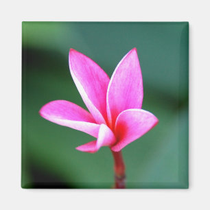 Imán del Plumeria