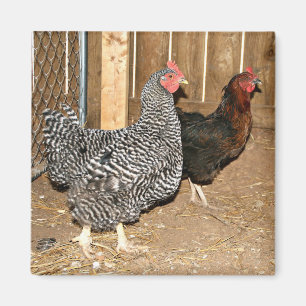 Imán del pollo